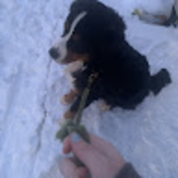 Meet your Posher, Payton - Picture 1 of 1